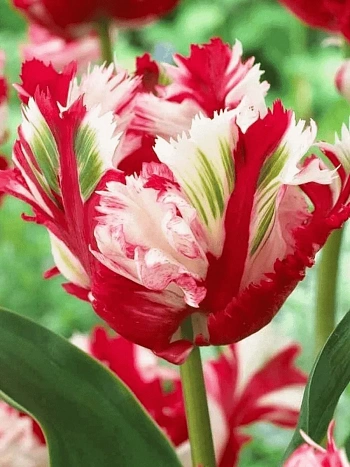 Тюльпан попугайный Estella Rijnveld