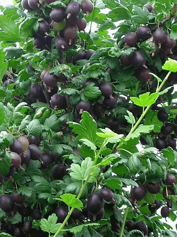 Крыжовник обыкновенный Командор