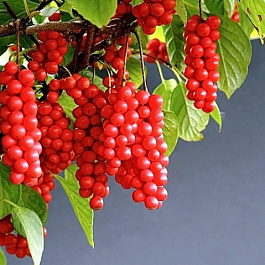 Лимонник китайский Садовый №1