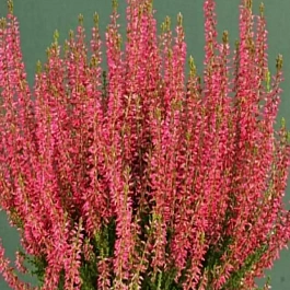 Вереск обыкновенный Red Angie