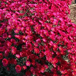 Астра ново-бельгийская Royal Ruby