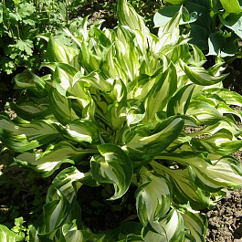 Хоста волнистая Унивитата Хоста волнистая Унивитата