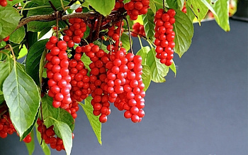 Лимонник китайский Садовый №1