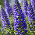 Вероника колосистая Inspire Blue