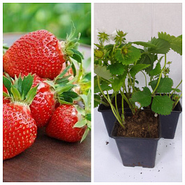 Земляника садовая Клери НАБОР 3ШТ