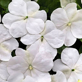 Бальзамин Лоллипоп Коконат Вайт Бальзамин Лоллипоп Коконат Вайт