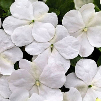 Бальзамин Лоллипоп Коконат Вайт