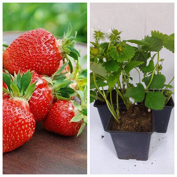 Земляника садовая Клери НАБОР 3ШТ