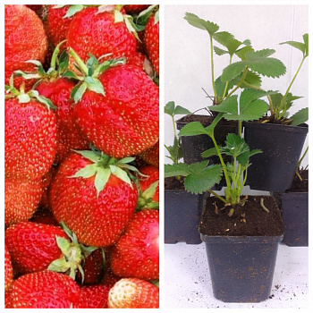 Земляника садовая Фестивальная НАБОР 5ШТ Земляника садовая Фестивальная НАБОР 5ШТ