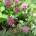 Аквилегия обыкновенная Barlow Pink