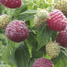 Малина ремонтантная Королевский пингвин