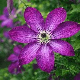 Клематис Venosa Violacea