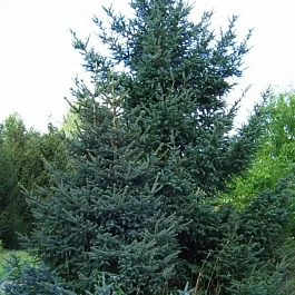 Ель Wilsonii