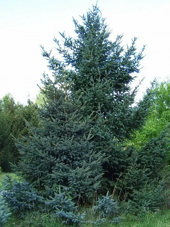 Ель Wilsonii