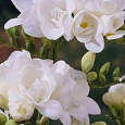 Фрезия Double White