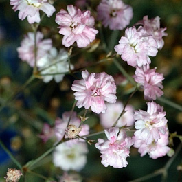 Гипсофила метельчатая Розеншлейер