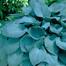 Хоста Fragrant Blue