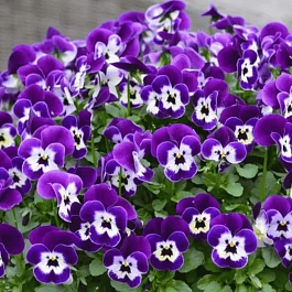 Виола рогатая  Sorbet XP Purple Face