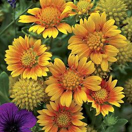 Гайлардия гибридная Аризона Эприкот Гайлардия гибридная Аризона Эприкот