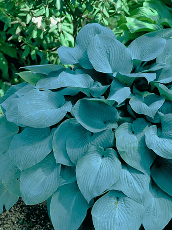 Хоста Fragrant Blue