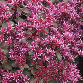 Очиток ложный Fuldaglut