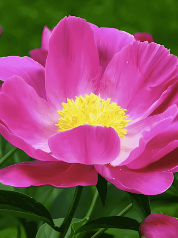 Пион Молочноцветковый Single Pink