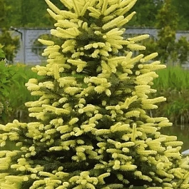Ель колючая Maigold