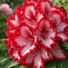 Рододендрон гибридный Pomegranate Splash