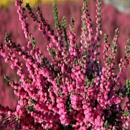 Вереск обыкновенный Red Pimpernel