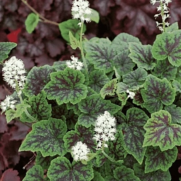 Тиарелла Аppalachian trail