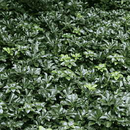 Пахизандра верхушечная  Green Sheen