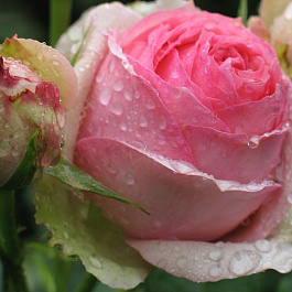 Роза парковая Фест Леди