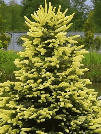 Ель колючая Maigold