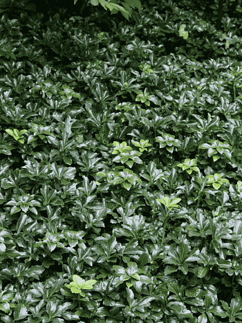 Пахизандра верхушечная  Green Sheen