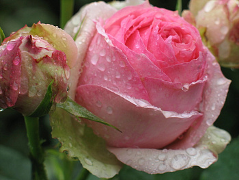 Роза парковая Фест Леди