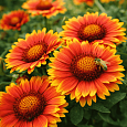Гайлардия гибридная Arizona Sun