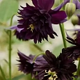 Аквилегия обыкновенная Barlow Black