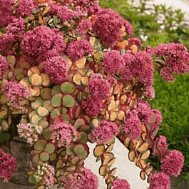 Очиток зибольда Mediovariegatum