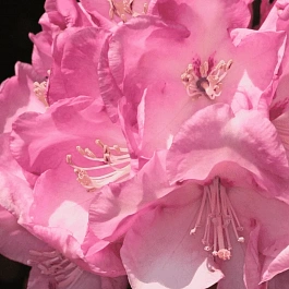 Рододендрон гибридный Pink Titan