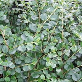 Кизильник лежачий Боер