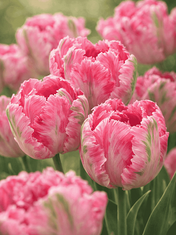 Тюльпан попугайный Weber's Parrot Pink