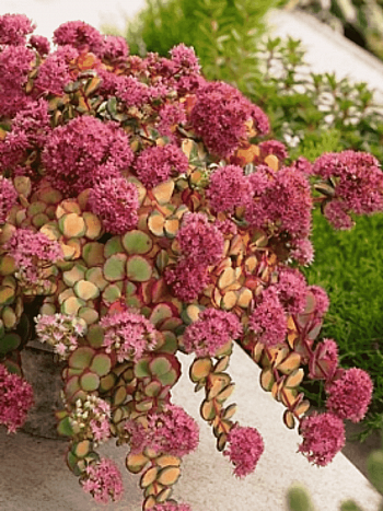 Очиток зибольда Mediovariegatum