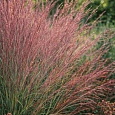 Схизахириум метельчатый Prairie Blues