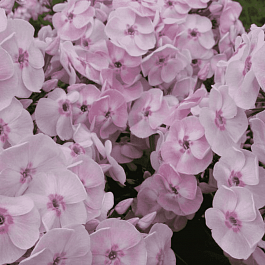 Флокс метельчатый Десерт