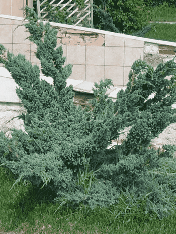 Можжевельник чешуйчатый Meyeri Compacta