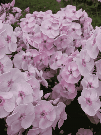 Флокс метельчатый Десерт