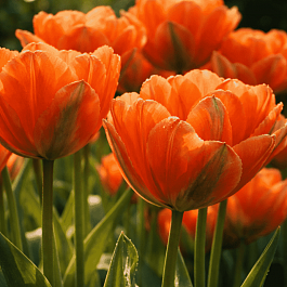 Тюльпан Махровый Disneyland Paris