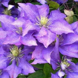 Клематис гибридный Daniel Deronda