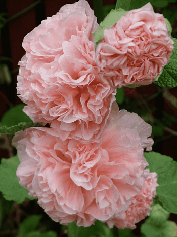 Мальва розовая Chater's Double Apricot
