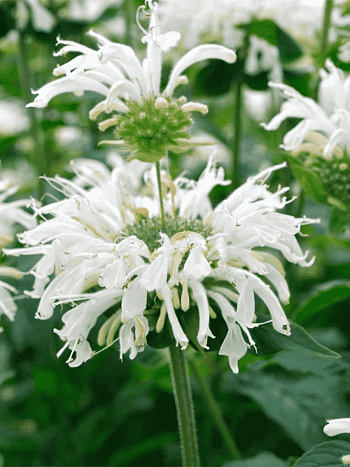 Монарда гибридная Bee-Bright